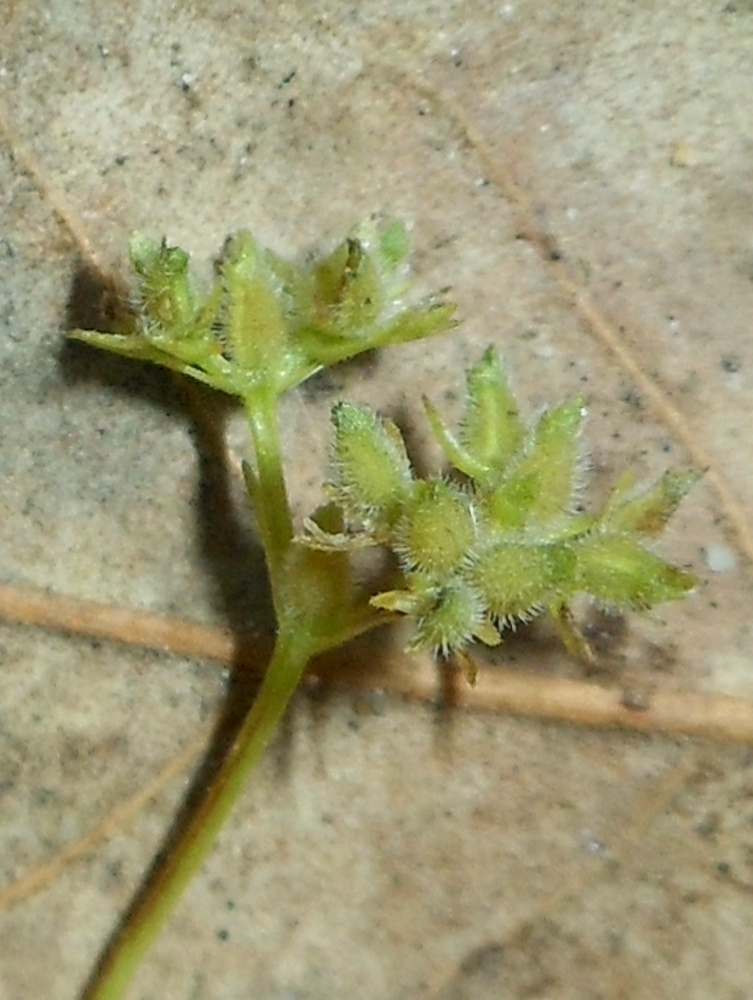 Valerianella dentata (L.) Pollich / Gallinella dentata
